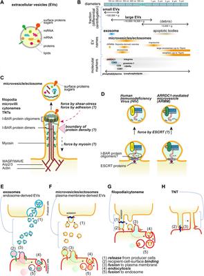 The cellular protrusions for inter-cellular material transfer: similarities between filopodia, cytonemes, tunneling nanotubes, viruses, and extracellular vesicles